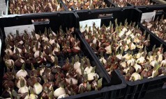 News image: CATT in het (broei)bakkie!